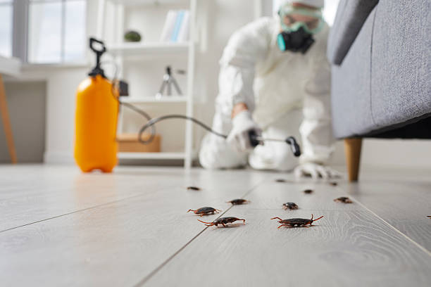 Trusted Termite Control service in Hillside Lake, NY - Nex Pest Control